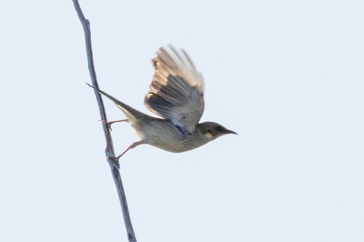 Mielero de Boqueras - ML647033219