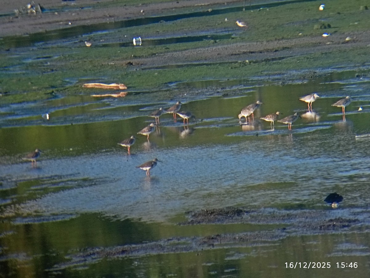 Archibebe Común - ML647033220