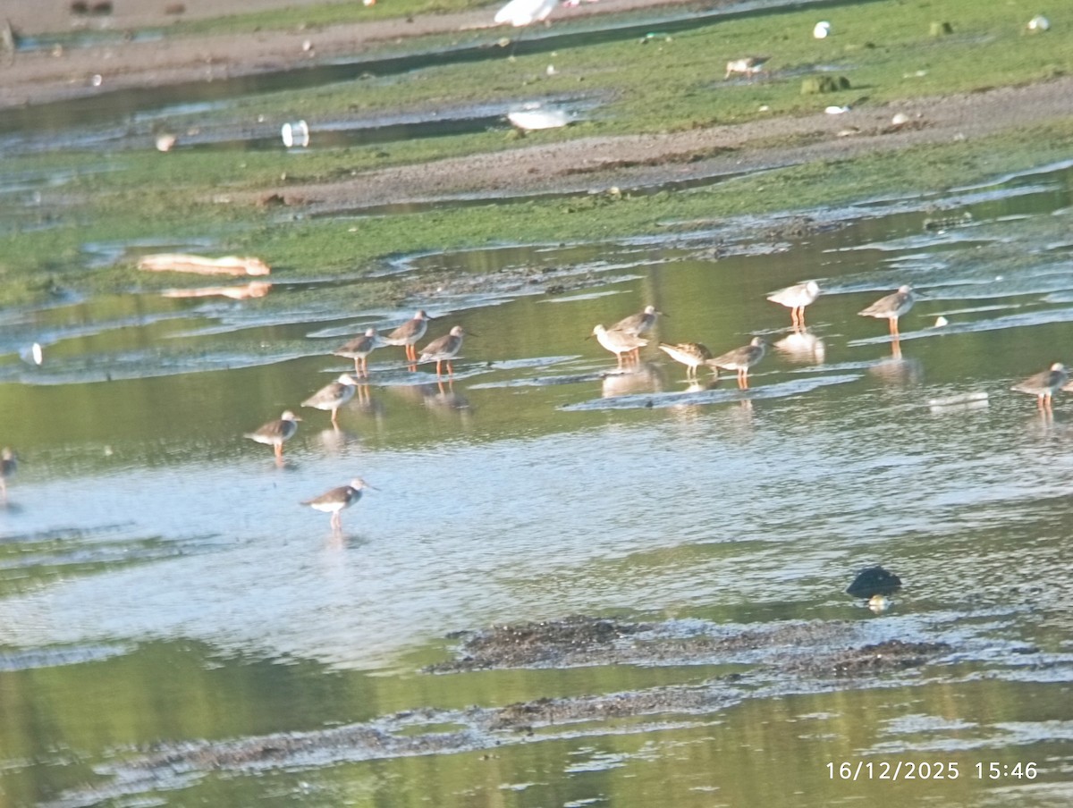 Archibebe Común - ML647033221