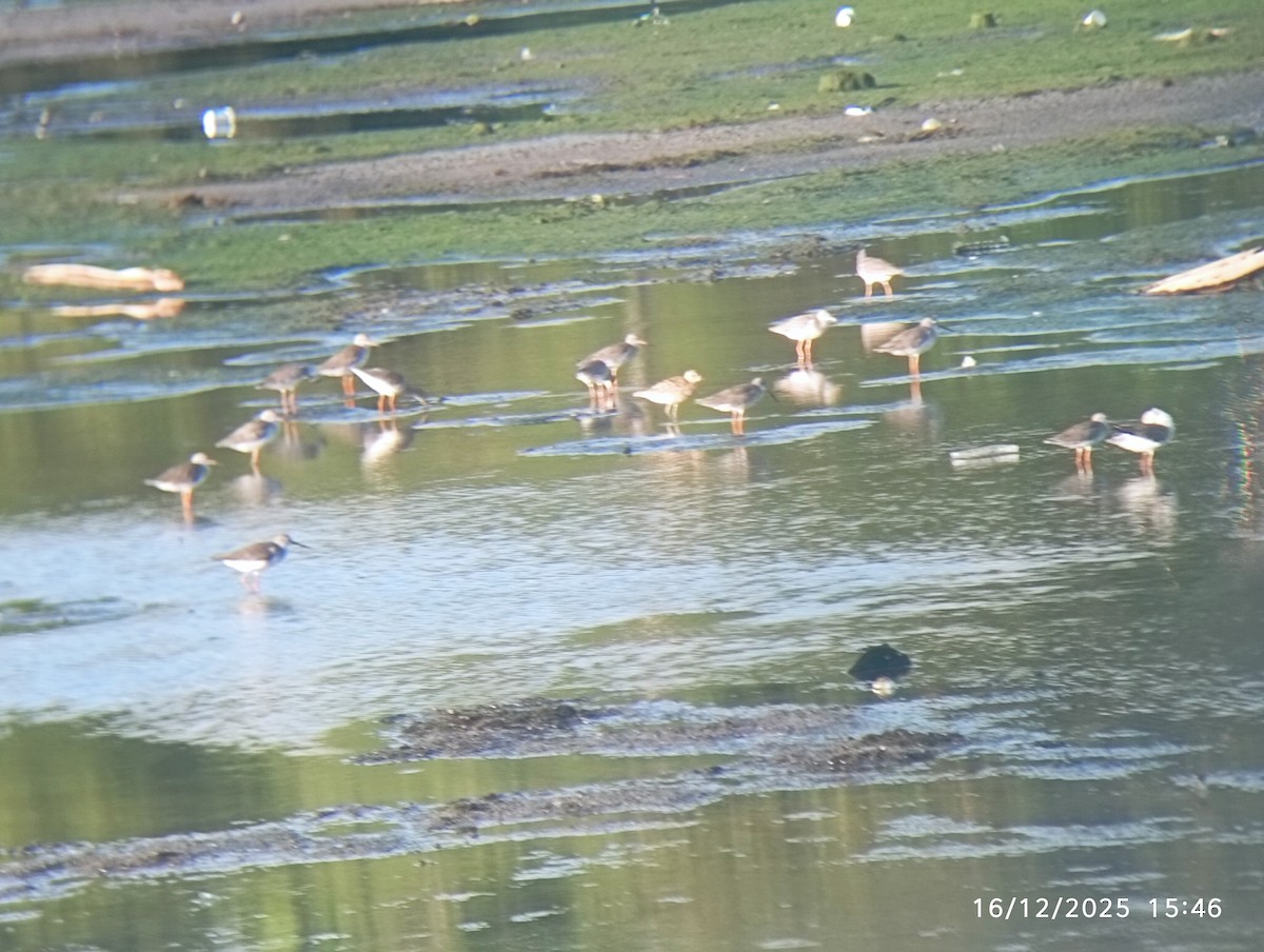 Archibebe Común - ML647033222