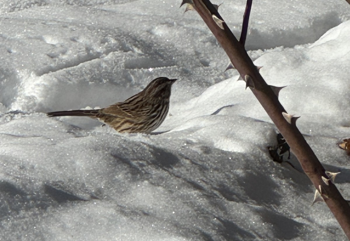 Chingolo Cantor - ML647033223