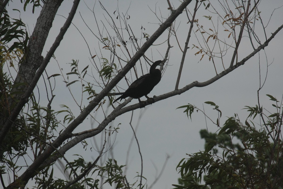 Anhinga Americana - ML647033224
