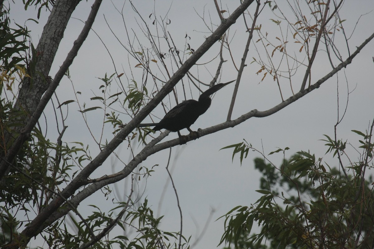 Anhinga Americana - ML647033225