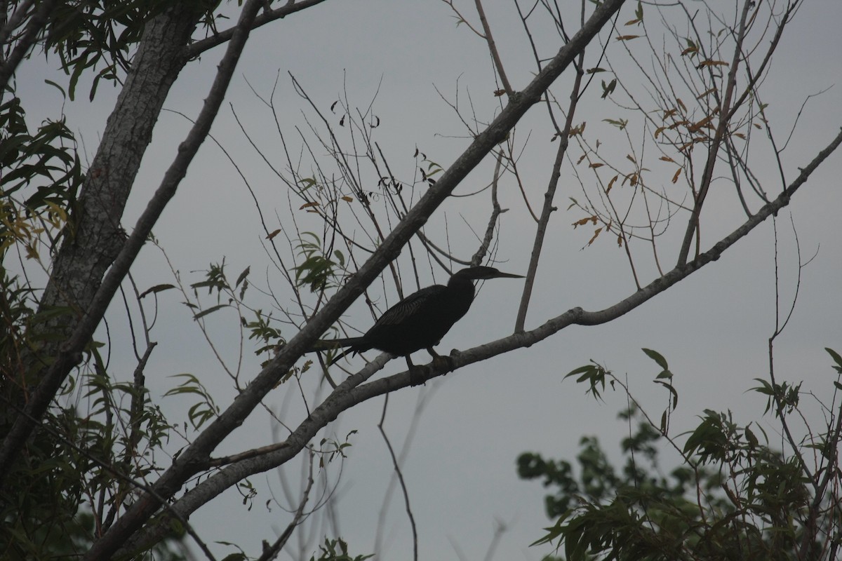 Anhinga Americana - ML647033226