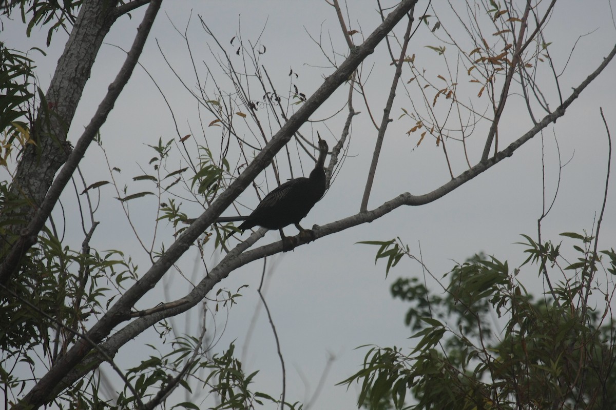 Anhinga Americana - ML647033227
