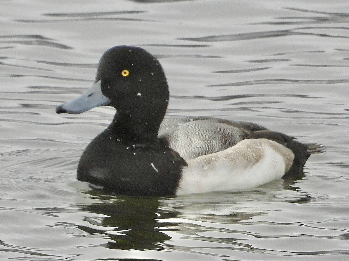 polák kaholka - ML647033238