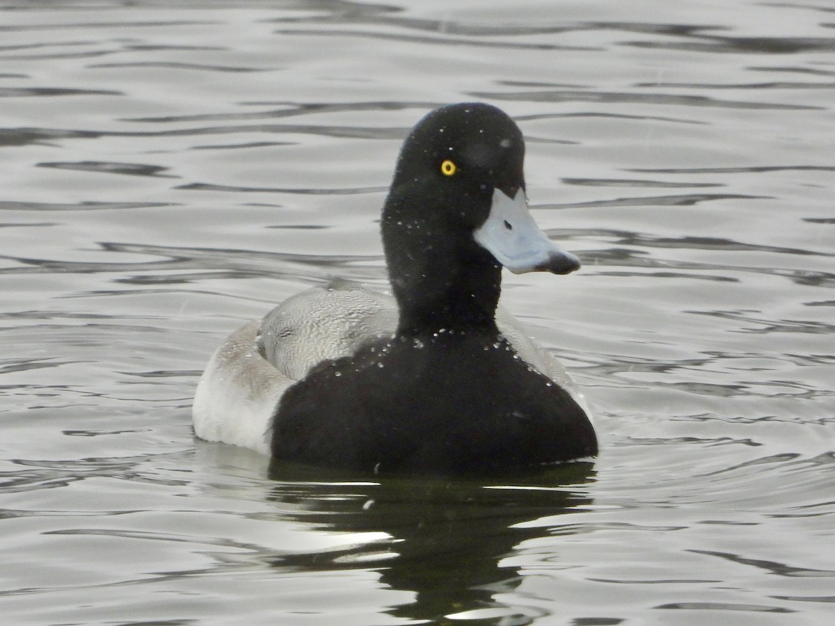 polák kaholka - ML647033239