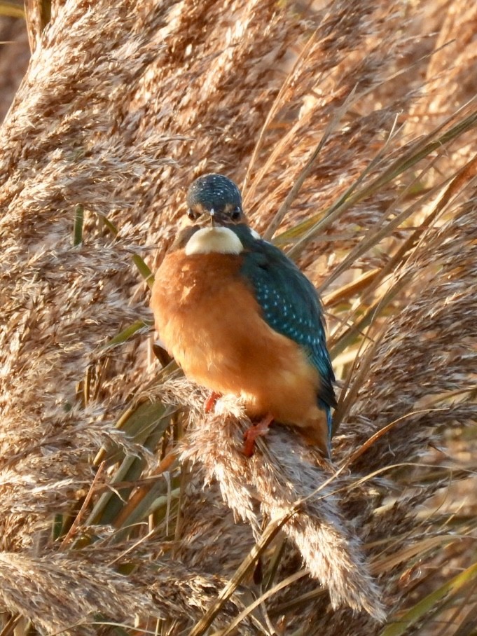 Common Kingfisher - ML647033240