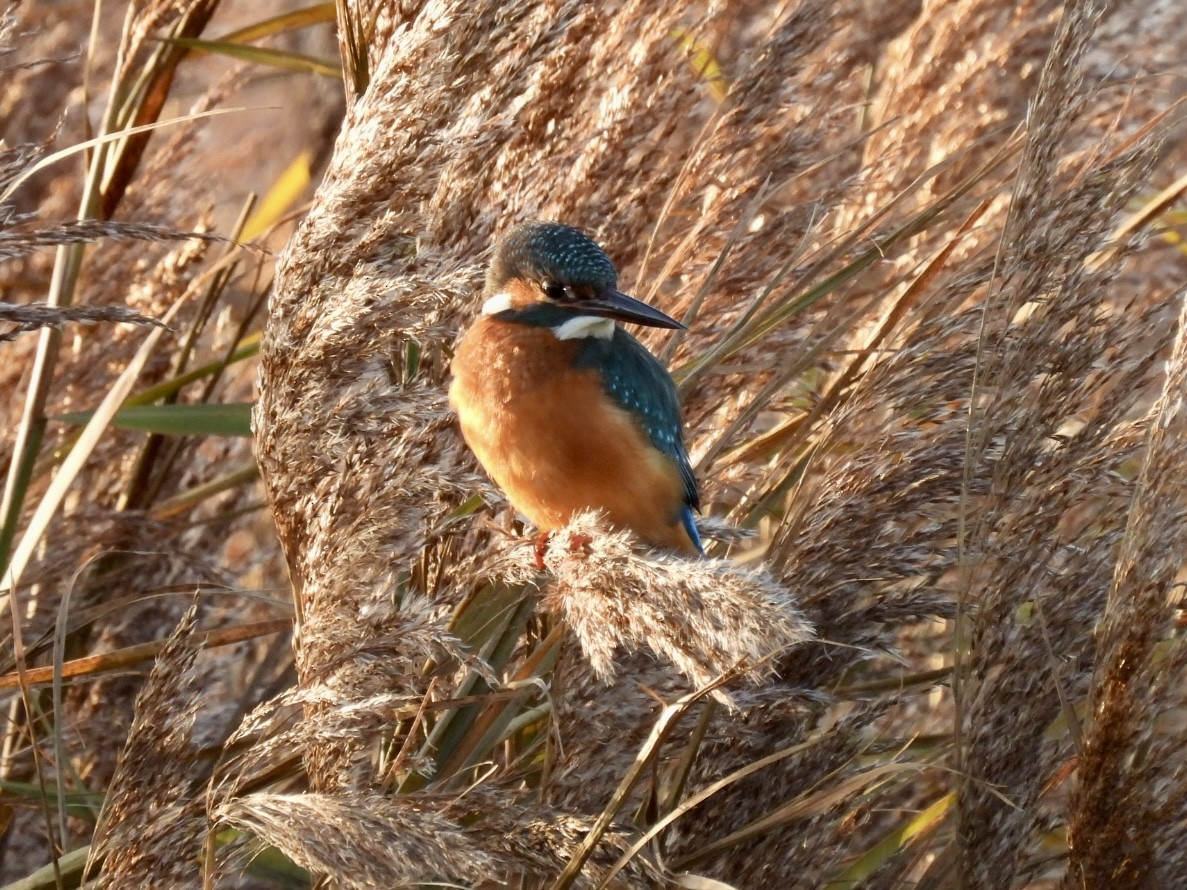Common Kingfisher - ML647033241