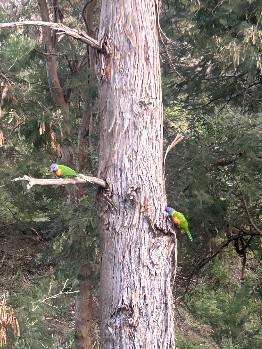 Rainbow Lorikeet - ML647033242