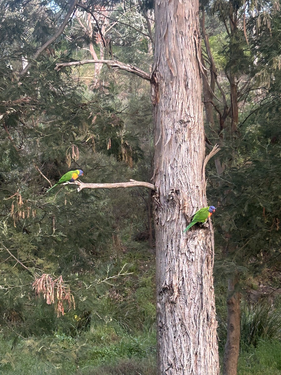 Rainbow Lorikeet - ML647033243