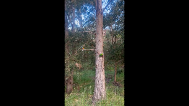 Rainbow Lorikeet - ML647033244