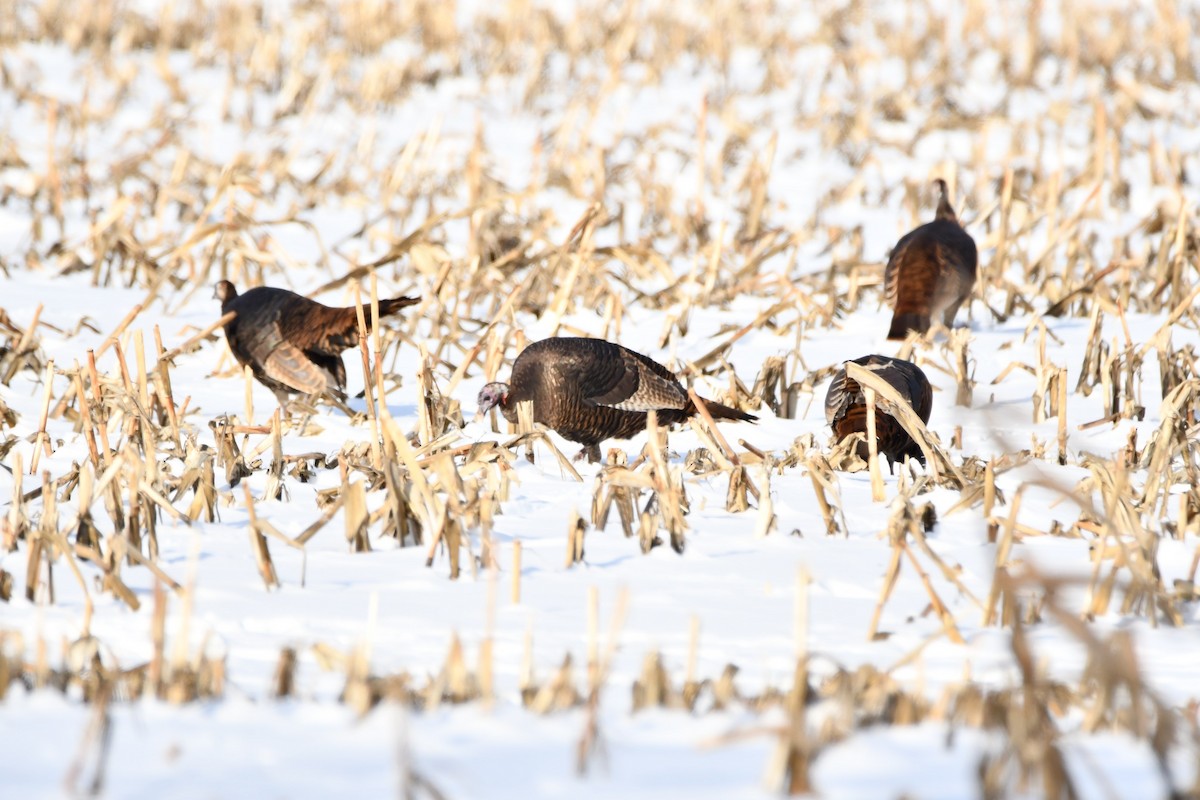 Guajolote Gallipavo - ML647033245