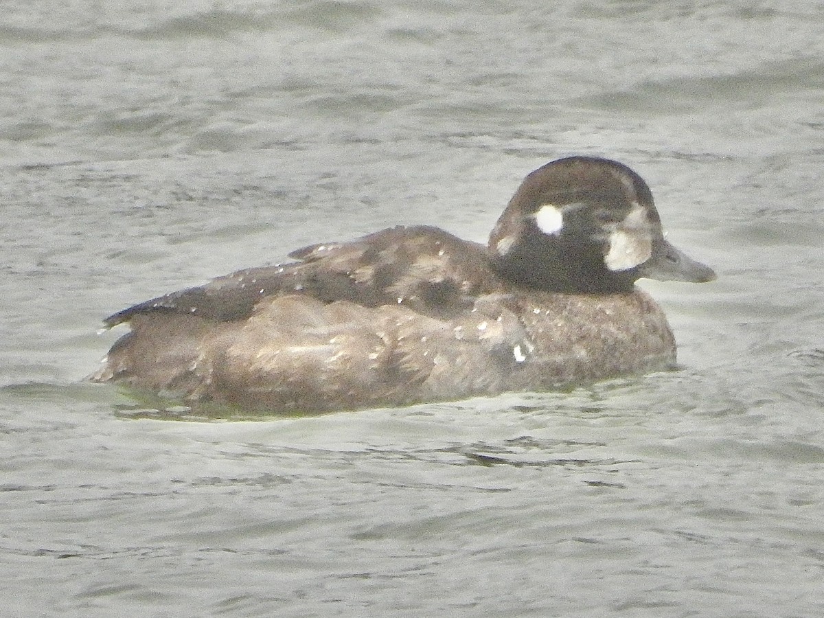 Palyaço Ördeği - ML647033249