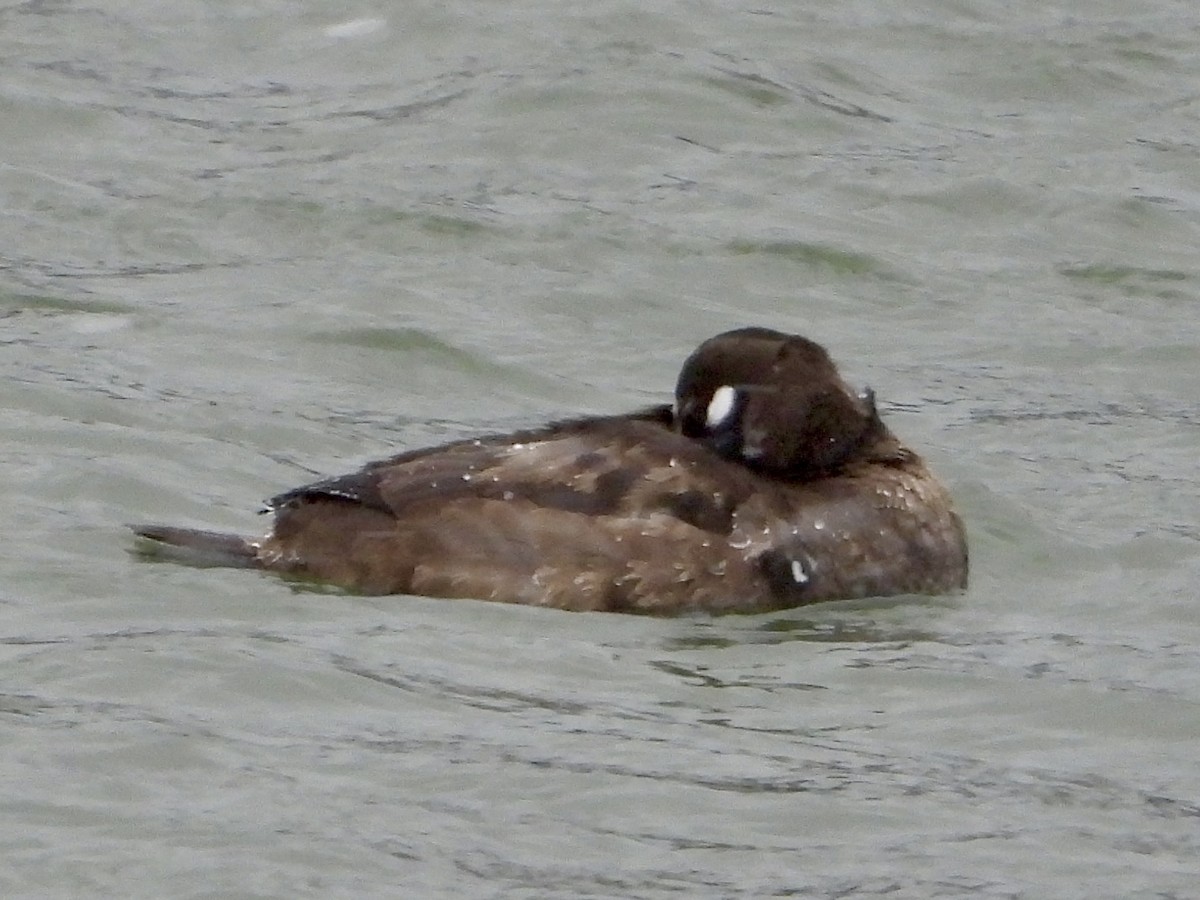 Palyaço Ördeği - ML647033250