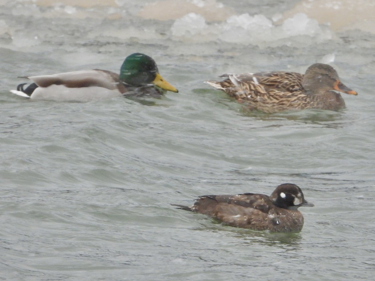 Palyaço Ördeği - ML647033251