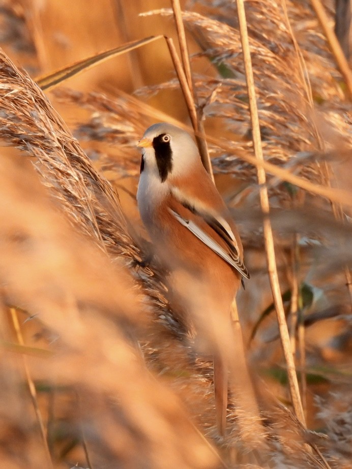 Bearded Reedling - ML647033252