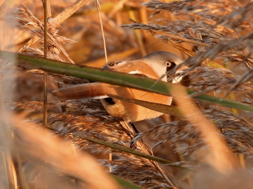 Bearded Reedling - ML647033253