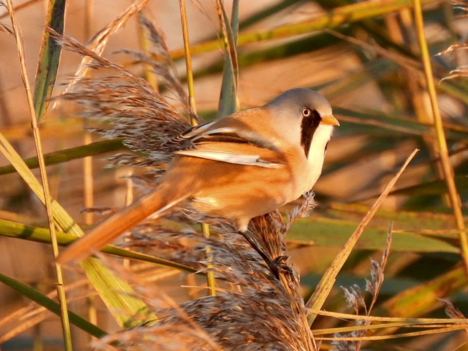 Bearded Reedling - ML647033254