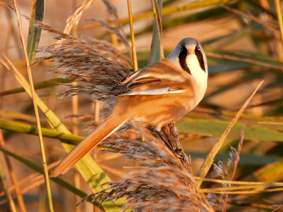 Bearded Reedling - ML647033255