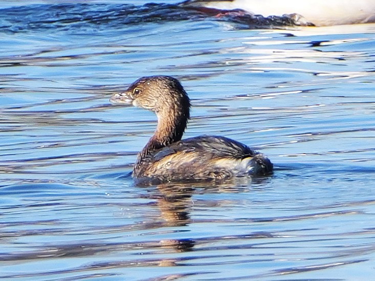 Pied-billed Grebe - ML647033257