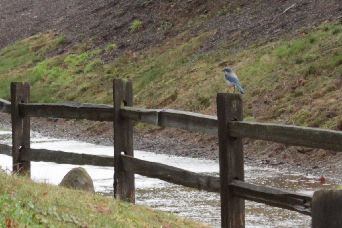 California Scrub-Jay - ML647033258