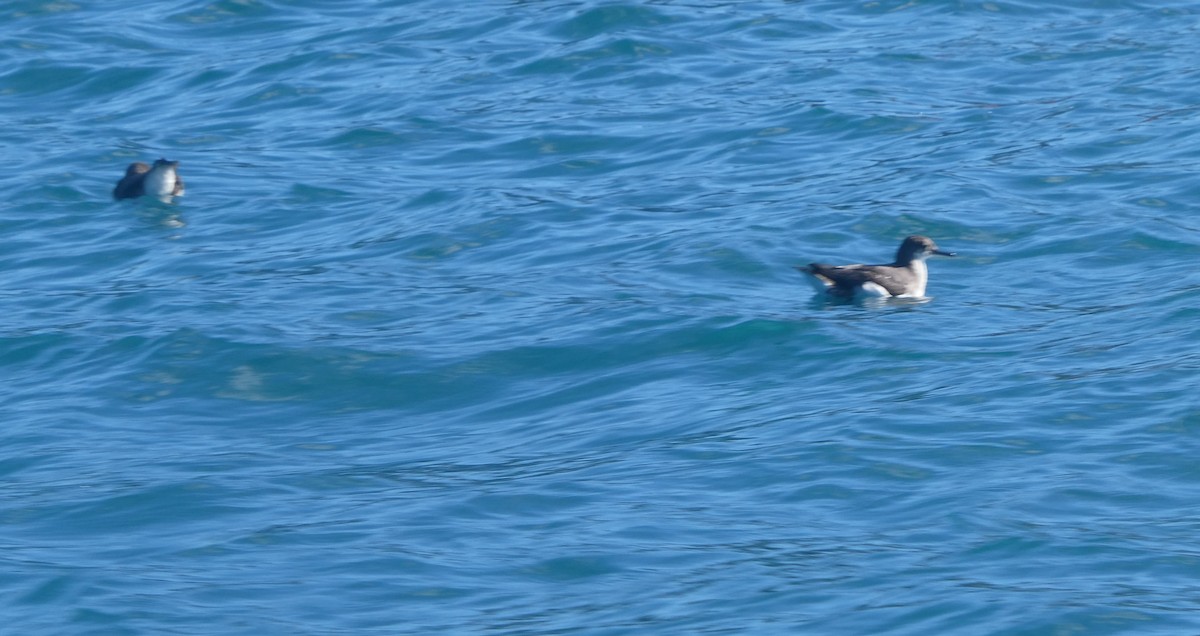 Flattersturmtaucher - ML647033262