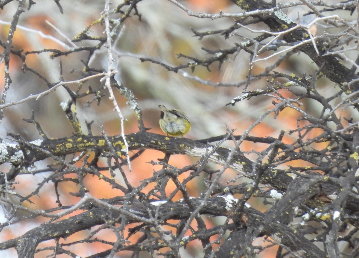 Pine Warbler - ML647033267