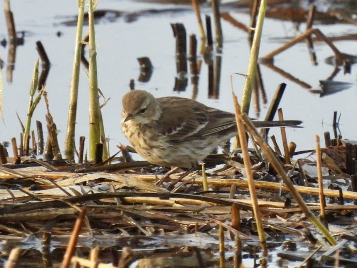 Water Pipit - ML647033276