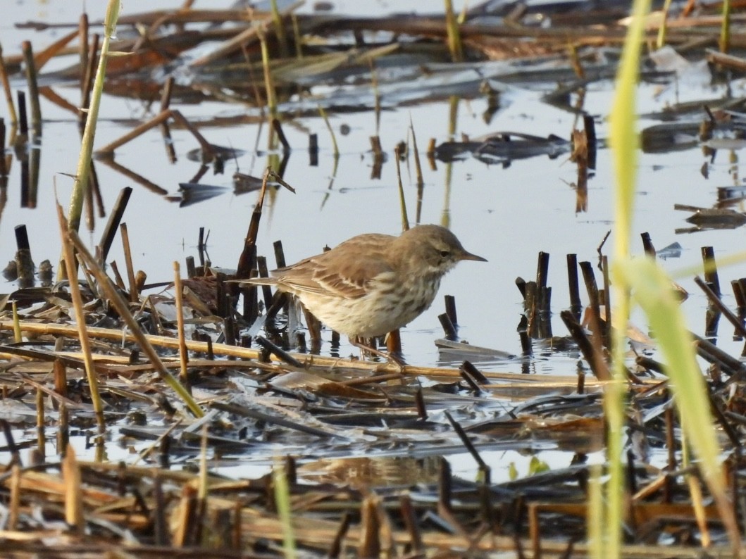 Water Pipit - ML647033277