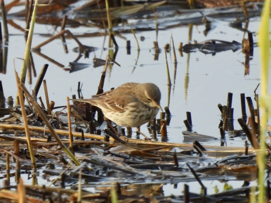 Water Pipit - ML647033278