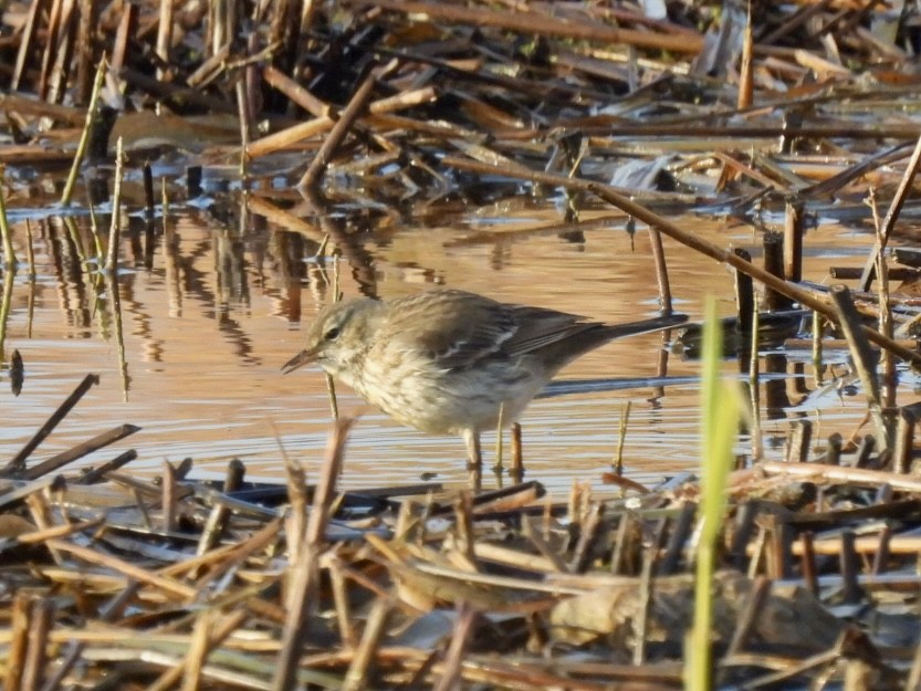Water Pipit - ML647033279