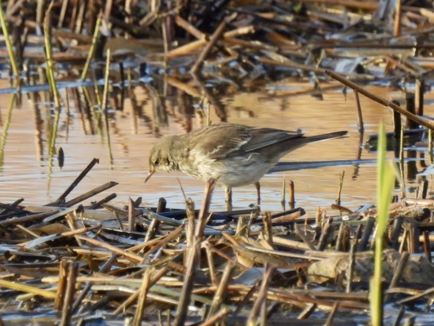 Water Pipit - ML647033280