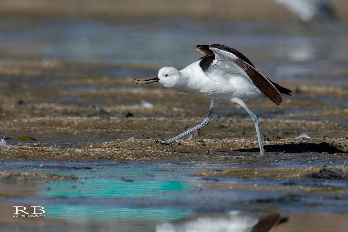 Andean Avocet - ML647033293