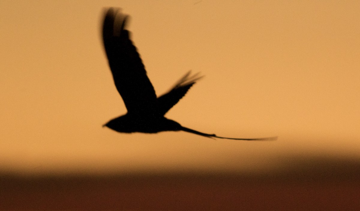 Engoulevent à queue en ciseaux - ML647033295