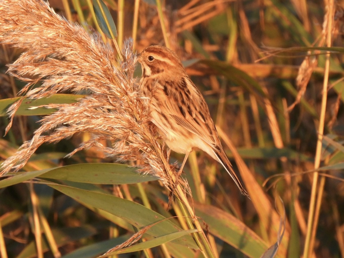 Reed Bunting - ML647033296