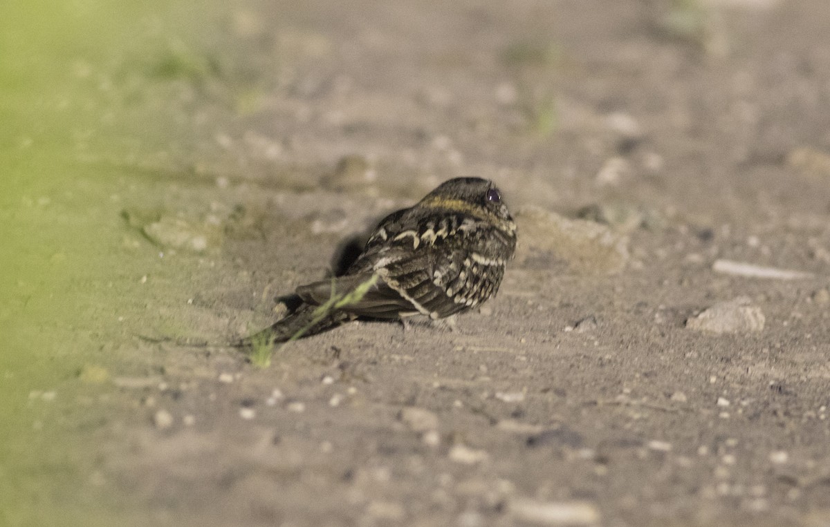 Engoulevent à queue en ciseaux - ML647033297