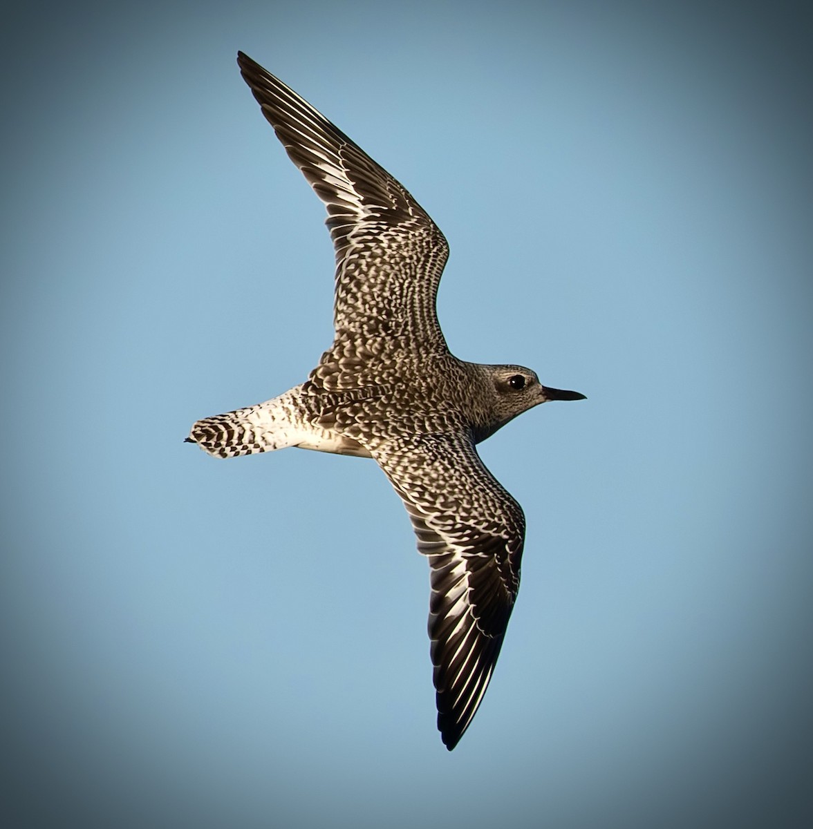 Gümüş Yağmurcun - ML647033305