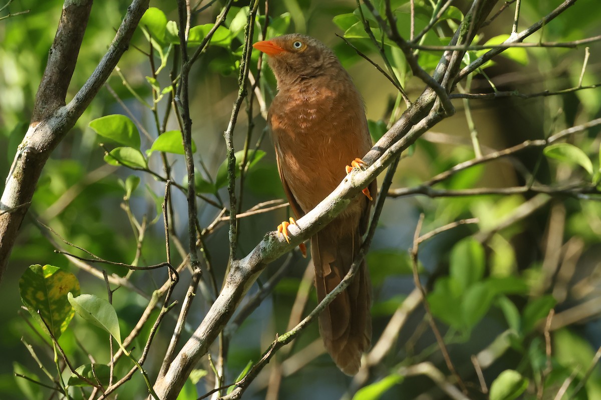 Orange-billed Babbler - ML647033312