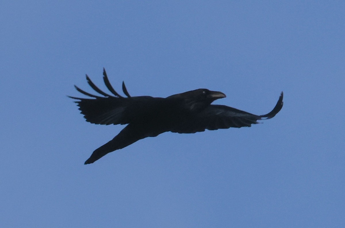 Common Raven - ML647033313