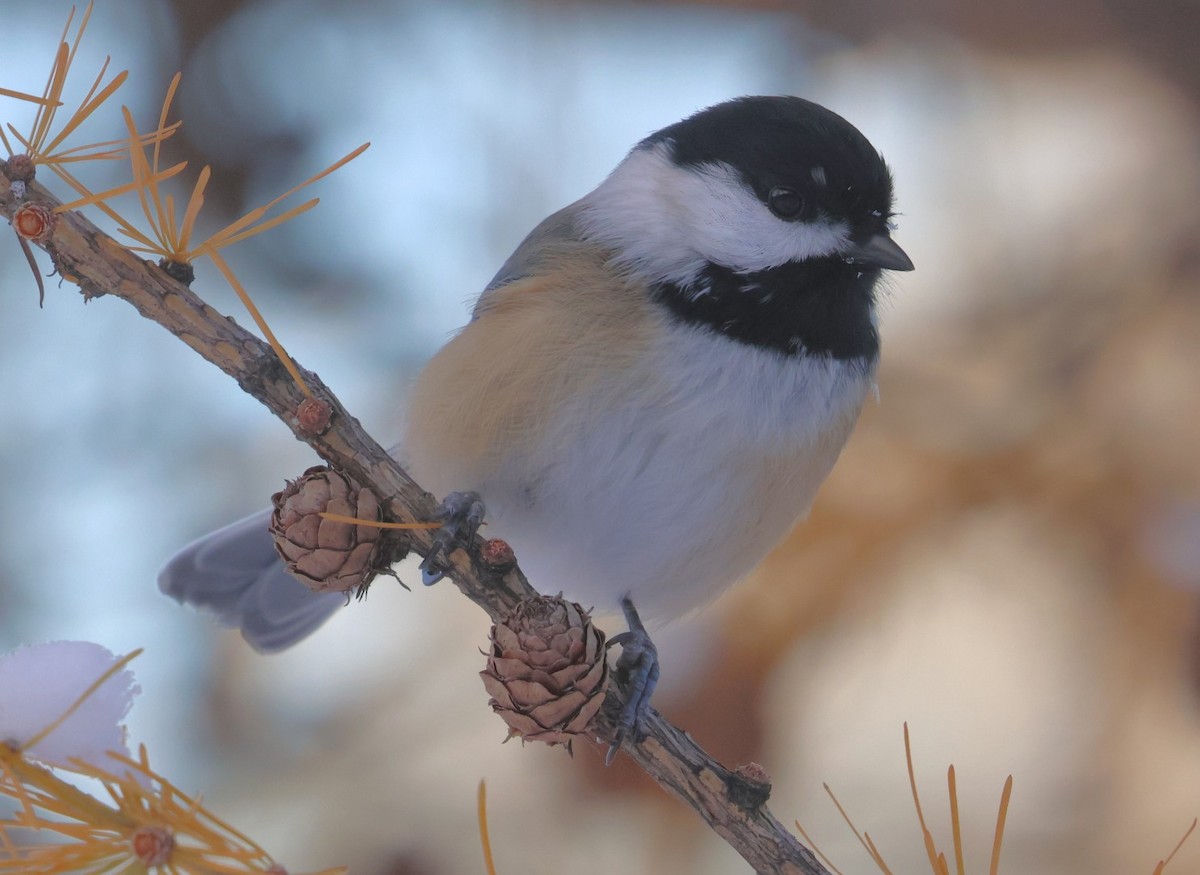 Black-capped Chickadee - ML647033315