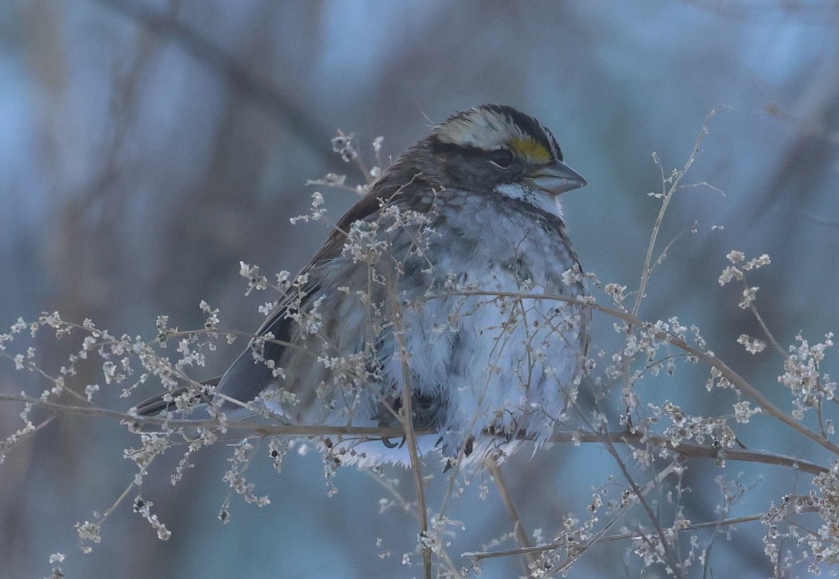 White-throated Sparrow - ML647033317