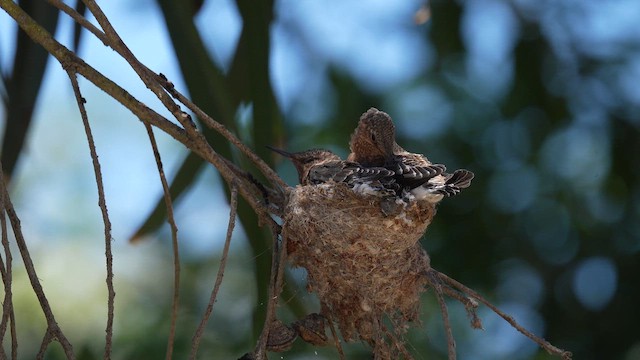 Giant Hummingbird - ML647033323