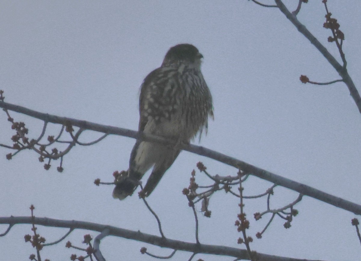 Merlin - ML647033327