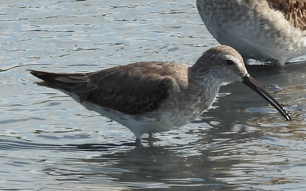 Stilt Sandpiper - ML647033328