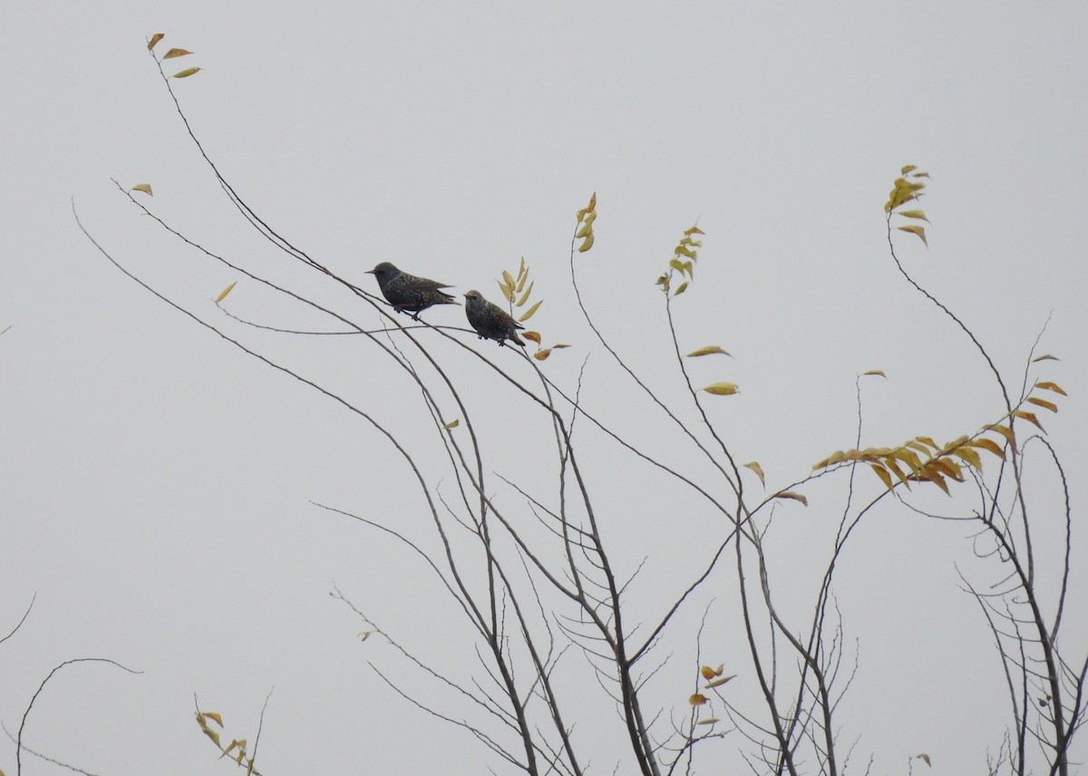 European Starling - ML647033329