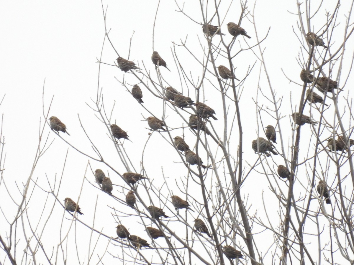 Red-winged Blackbird - ML647033338