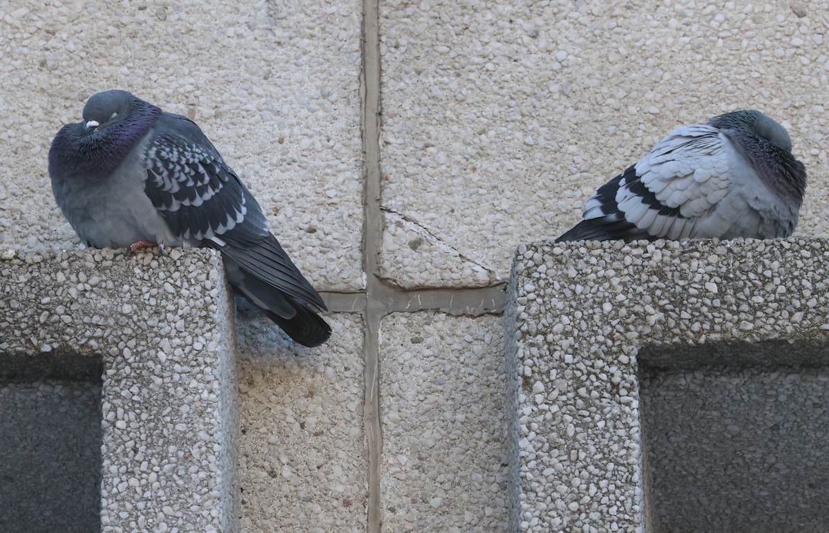 Rock Pigeon (Feral Pigeon) - ML647033339