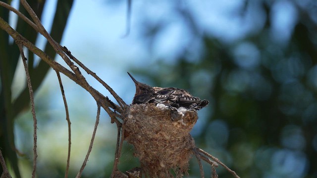 Giant Hummingbird - ML647033342