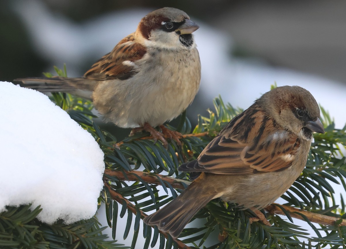 Gorrión Común - ML647033344